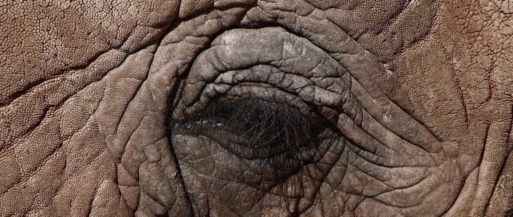 Az elefánt és a&nbsp;halál