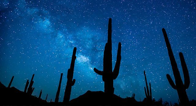 Sonorai kaktuszok sziluettje csillagos ég előtt