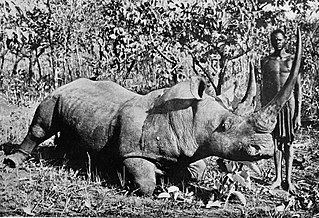 Elejtett orrszarvú egy 1920-as fényképen