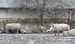 Rinocéroszok egy állatkertben