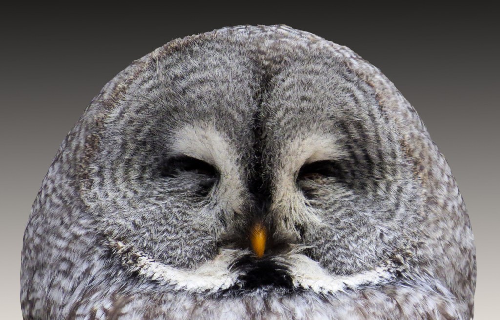 A Nagy Arci Helyzet, avagy hogyan súroljuk hatékonyan az őrület&nbsp;határát?