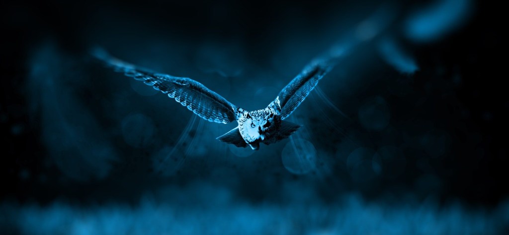 Bubo Cupropenis Horribilis