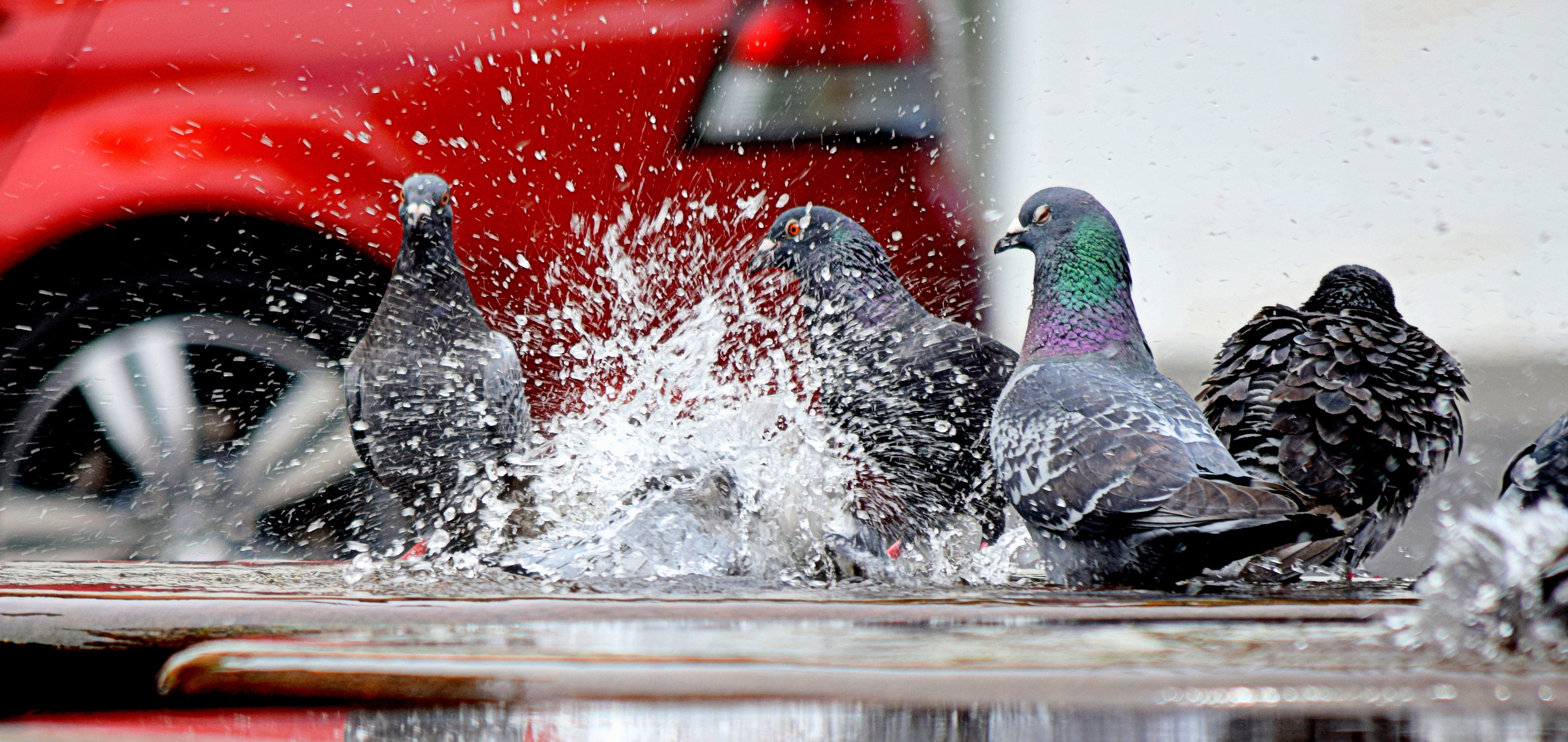 color-fun-pigeons-166639